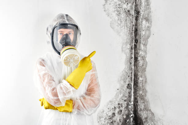 Best Mold Prevention Services  in Stafford Springs, CT